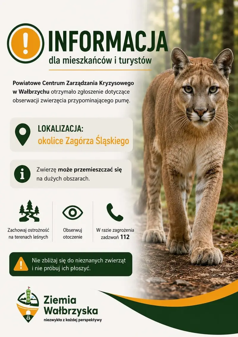 Zgłoszenie o tajemniczym zwierzęciu w Zagórzu Śląskim